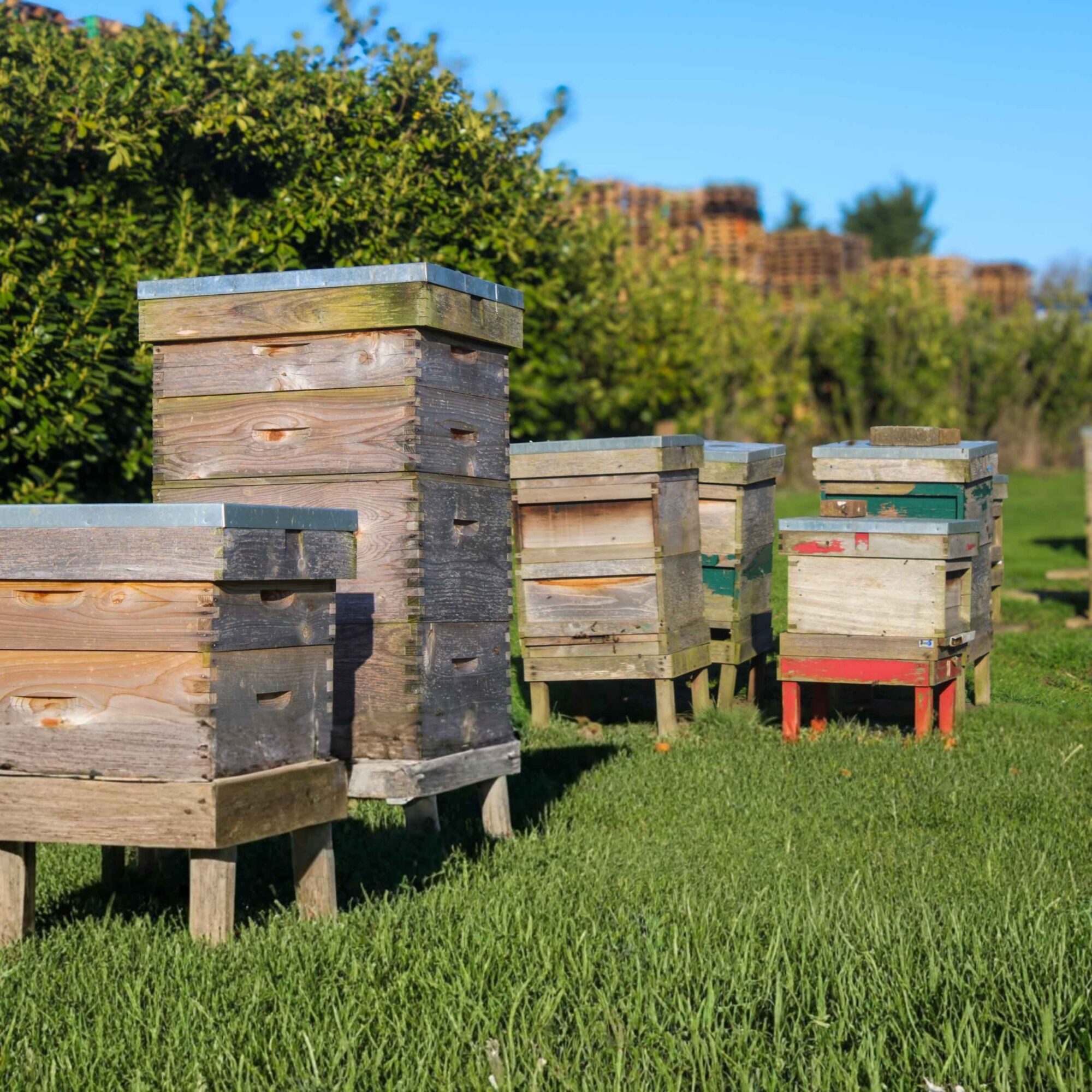 Beehives at Pallinc